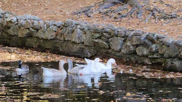 Stanley Park by null
