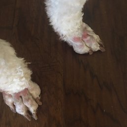 Paws cut so short, she was miserable. Paws cut so short, she was miserable.