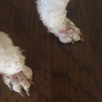 Dramatic Paws Pet Spa & Boutique - Paws cut so short, she was miserable. - Pet Groomers Near Me - Columbus, Georgia Dramatic Paws Pet Spa & Boutique - Paws cut so short, she was miserable. - Pet Groomers Near Me - Columbus, Georgia