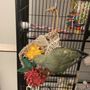 Photo of Feathered Follies