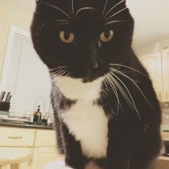 2 Paws Up Central Coast Pet Care - Pet Sitting Near Me 2 Paws Up Central Coast Pet Care - Pet Sitting Near Me