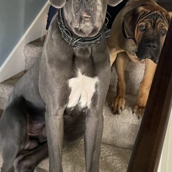 Crapking - Two of our family members who are the inspiration for our crap collection specialist skills - Pet Waste Removal Near Me