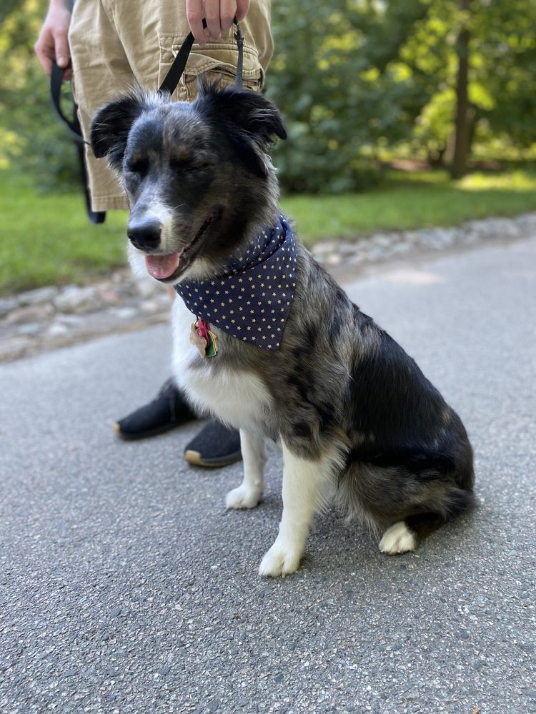 COLONIAL DOG TRAINING Updated August 2024 24 Reviews Boston, Massachusetts Pet Training