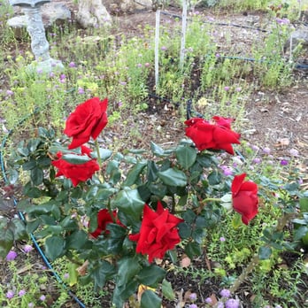 Deer Park Monastery - Solidity hamlet - Buddhist Temples Near Me - Escondido, California Deer Park Monastery - Solidity hamlet - Buddhist Temples Near Me - Escondido, California
