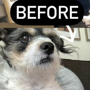 Top Grooming - Pet Groomers Near Me - Gardena, California