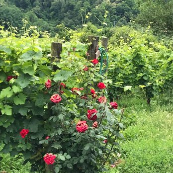 Podere Còncori - Wine Tasting Room Near Me - Fiattone, LU Podere Còncori - Wine Tasting Room Near Me - Fiattone, LU