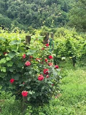 Podere Còncori by null