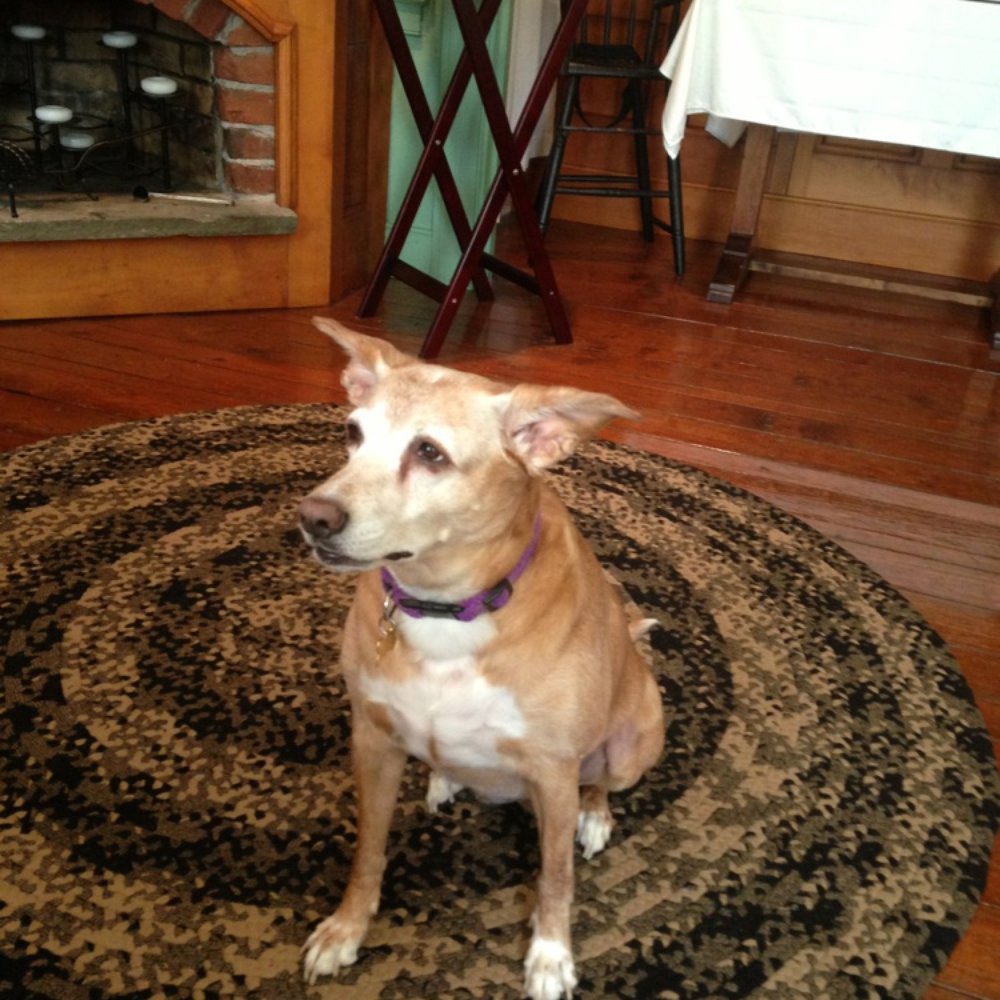 Historic Smithton Inn - Lucky ! The family dog, likes to hang out at breakfast - Bed & Breakfast Near Me - Ephrata, Pennsylvania Historic Smithton Inn - Lucky ! The family dog, likes to hang out at breakfast - Bed & Breakfast Near Me - Ephrata, Pennsylvania