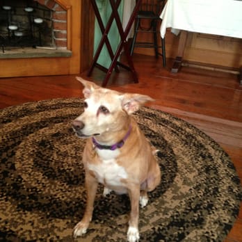 Historic Smithton Inn - Lucky ! The family dog, likes to hang out at breakfast - Bed & Breakfast Near Me - Ephrata, Pennsylvania
