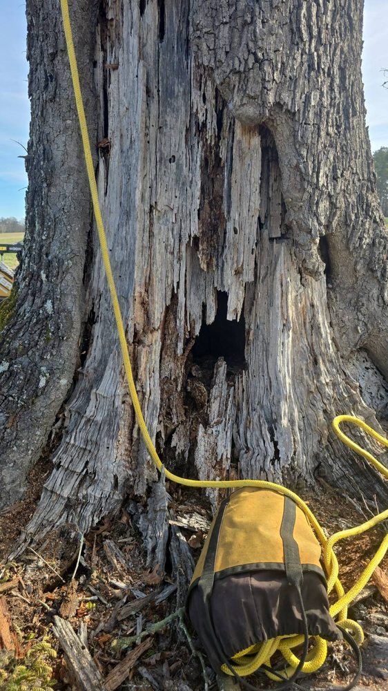 Ceppo Cane Tree Service - tree service in Tallassee, AL