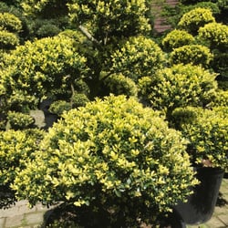 Paramount Plants & Gardens - Topiary - our Ilex Crenata globes