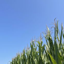 The Fall Corn Maze Oregon Dairy