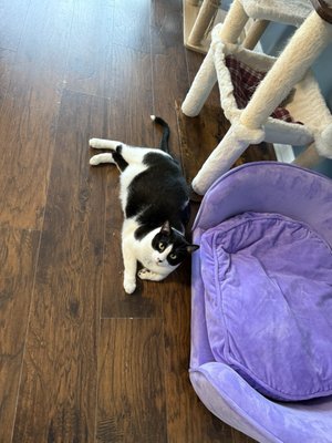 The Catio Cat Lounge by null