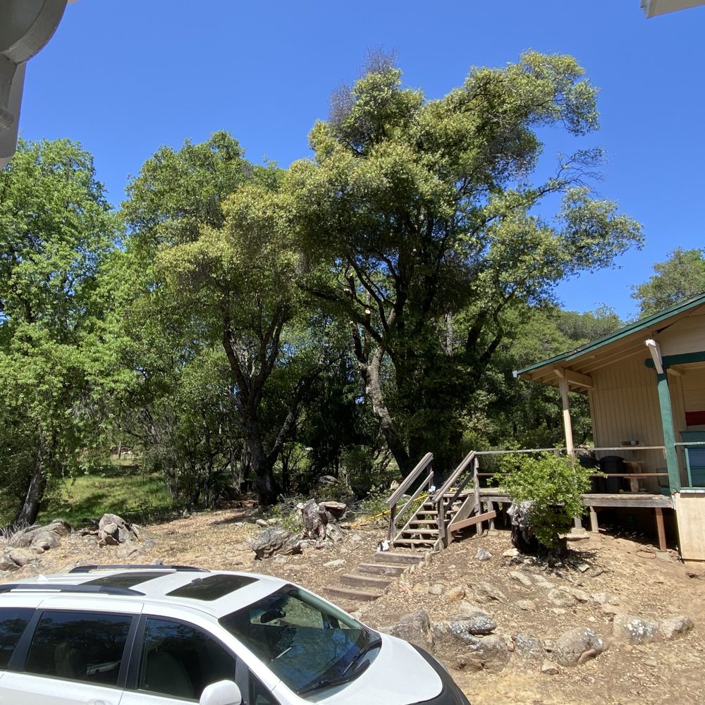 Mills Tree Management - Removing dangerous oak trees! - Tree Services Near Me Mills Tree Management - Removing dangerous oak trees! - Tree Services Near Me