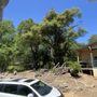 Photo of Mills Tree Management