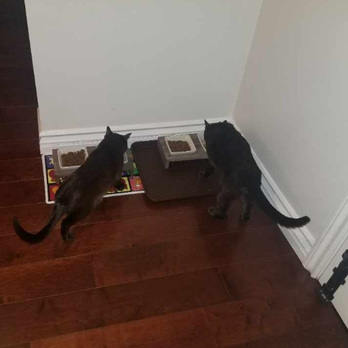Sitter4Paws - Made my heart happy to see they were comfortable enough with Sitter 4 Paws to eat in front of them. - Dog Walkers Near Me
