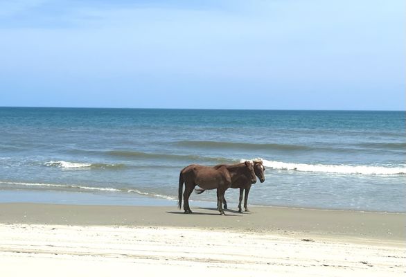 Corolla Wild Horse Tours by null