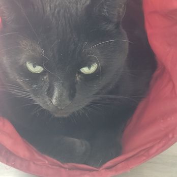 Bajah's Cat Cafe - Cafes Near Me - Tiverton, Rhode Island
