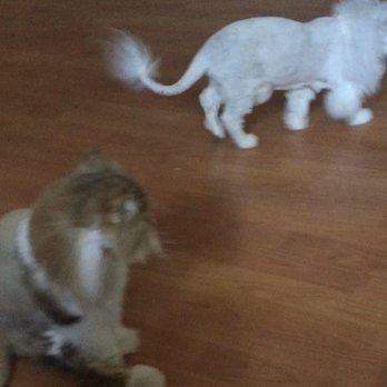 Celeste's Mobile Pet Spa - Pet Groomers Near Me Celeste's Mobile Pet Spa - Pet Groomers Near Me
