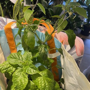 The Garden Shoppe - Serrano plants and a scorpion pepper plant. These were gotten from Melissa of "Let it Rot" - Nurseries & Gardening Near Me - West Palm Beach, Florida The Garden Shoppe - Serrano plants and a scorpion pepper plant. These were gotten from Melissa of "Let it Rot" - Nurseries & Gardening Near Me - West Palm Beach, Florida