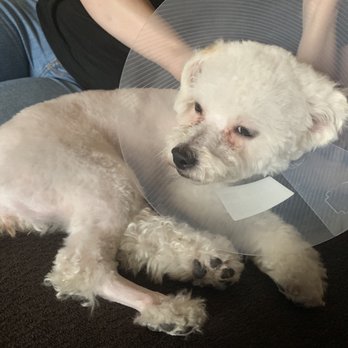 Petco - Mila post opp - Pet Stores Near Me - Bakersfield, California Petco - Mila post opp - Pet Stores Near Me - Bakersfield, California