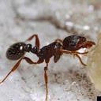 Nate's Pest Control - Photo courtesy of Bugworld.org - Pest Control Near Me Nate's Pest Control - Photo courtesy of Bugworld.org - Pest Control Near Me