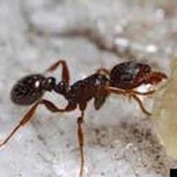 Nate's Pest Control - Photo courtesy of Bugworld.org