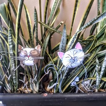 San Diego Humane Society - Cute feline decor - Animal Shelters Near Me - Oceanside, California San Diego Humane Society - Cute feline decor - Animal Shelters Near Me - Oceanside, California