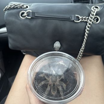 LLLReptile & Supply- Henderson - My Costa Rican stripe knee tarantula I got from LLL Reptile. I always get the sweetest babies from here for an amazing price - Pet Stores Near Me - Henderson, Nevada LLLReptile & Supply- Henderson - My Costa Rican stripe knee tarantula I got from LLL Reptile. I always get the sweetest babies from here for an amazing price - Pet Stores Near Me - Henderson, Nevada