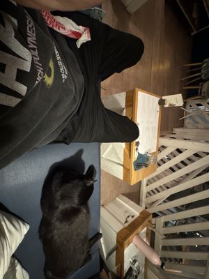 Romeow Cat Bistrot by null