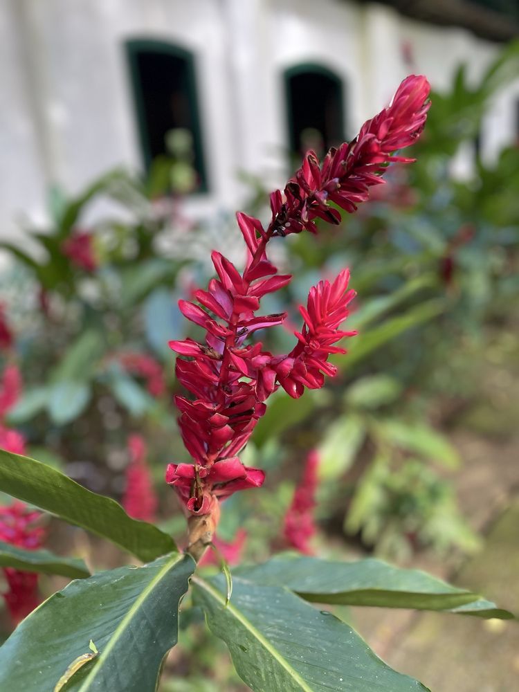 Rio de Janeiro Botanical Garden - Jardim Botanico