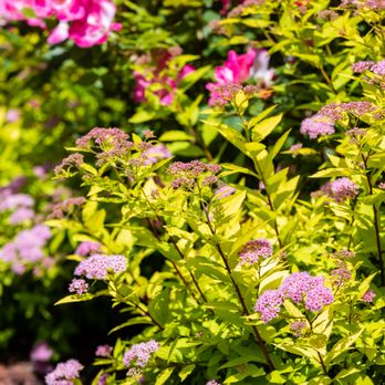 Garrick-Santo Landscape Co. - a variety of flowers - Landscaping Near Me - Malden, Massachusetts Garrick-Santo Landscape Co. - a variety of flowers - Landscaping Near Me - Malden, Massachusetts
