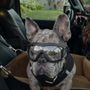 Photo of Animal Ophthalmology Services