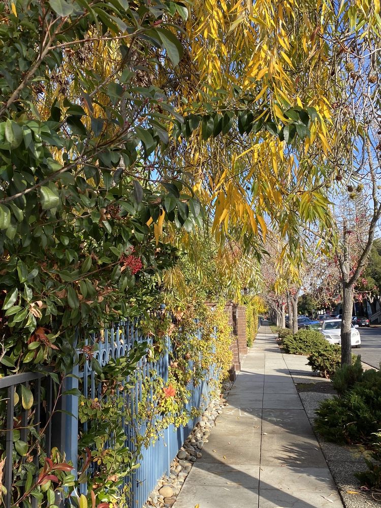 Los Gatos Surgical Center - patient advocate in Los Gatos, CA