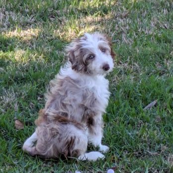 Magnolia-Miniatures - Our sweet Callie - Pet Breeders Near Me - Picayune, Mississippi Magnolia-Miniatures - Our sweet Callie - Pet Breeders Near Me - Picayune, Mississippi