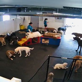 CAMP RUN-A-MUTT COLUMBUS - Updated February 2026 - 56 Photos & 11