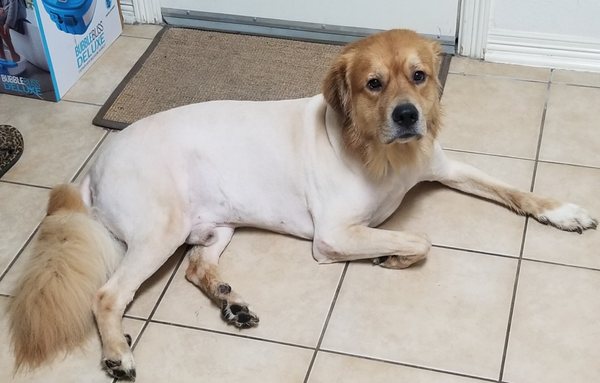 MOBILE CAT &amp; DOG GROOMING - Pet Groomers - 7 Rochelle Ct, Mansfield, TX - Phone Number - Yelp