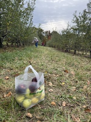 Showalter’s Orchard & Greenhouse by null