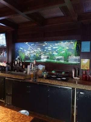 cheddars fish tank