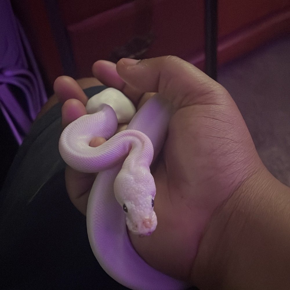 Amazon Reptile Center - Blue eyed lucy ball python - Reptile Shops Near Me - Montclair, California Amazon Reptile Center - Blue eyed lucy ball python - Reptile Shops Near Me - Montclair, California