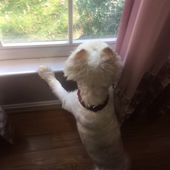 Laytonsville Veterinary Practice - Looking for squirrels - Veterinarians Near Me - Laytonsville, Maryland