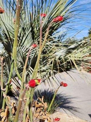 Agua Caliente Cultural Museum by null