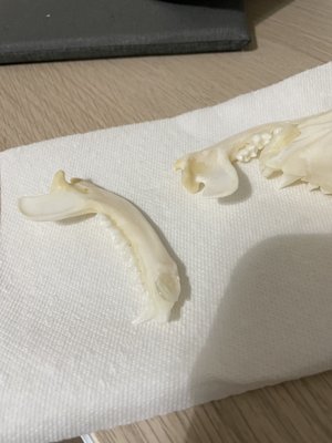 The Coven's Cottage by null