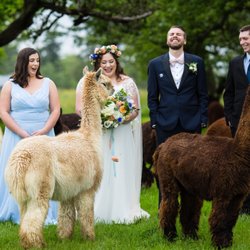Millsweet Flower - Taken at an alpaca farm on Camano Island. They loved the bouquet!