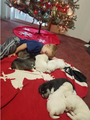 Bear Trail Farm by null