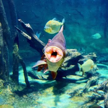Vancouver Aquarium - The other fish weren't sure what to make of Mr Kissy-face here lol! - Aquariums Near Me - Vancouver, British Columbia Vancouver Aquarium - The other fish weren't sure what to make of Mr Kissy-face here lol! - Aquariums Near Me - Vancouver, British Columbia