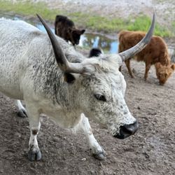 Cow Creek Farm - Moooooooo