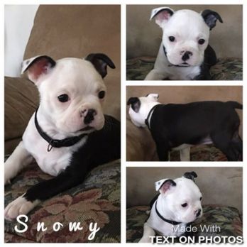 Pauley's Pups - Snowy is Angel's puppy - Pet Stores Near Me - Ashland, Virginia Pauley's Pups - Snowy is Angel's puppy - Pet Stores Near Me - Ashland, Virginia