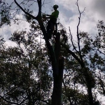 All About Trees - Tree Services Near Me All About Trees - Tree Services Near Me