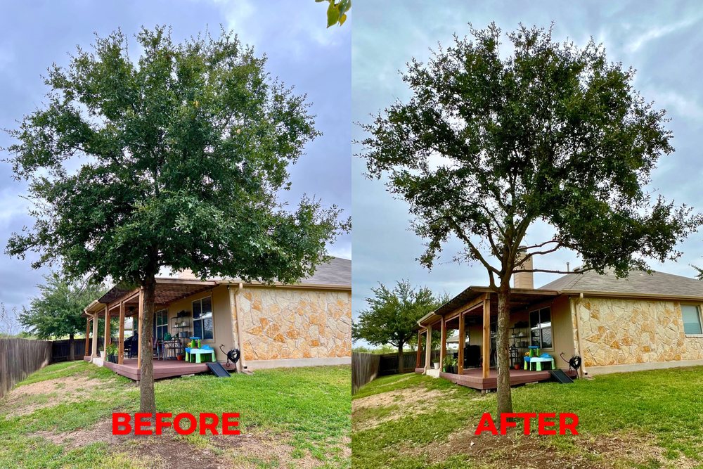 Angel Tree Care Services - tree service in Austin, TX